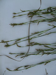 Carex pediformis