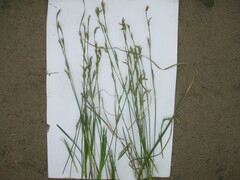 Carex pediformis