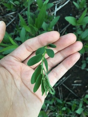 Phyllanthus evanescens