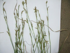 Carex pediformis