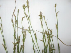 Carex pediformis