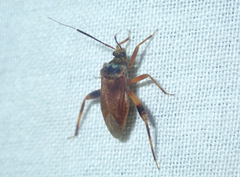 Taedia
