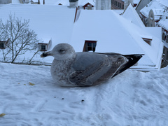 Larus argentatus