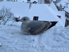 Larus argentatus