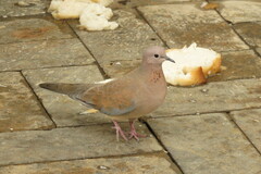 Streptopelia senegalensis
