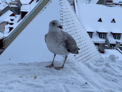 Larus argentatus