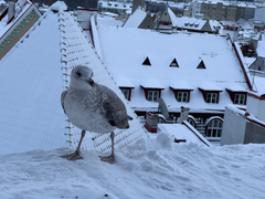 Larus argentatus