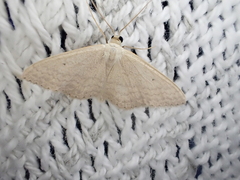 Scopula optivata