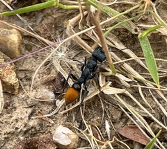 Myrmecia mandibularis