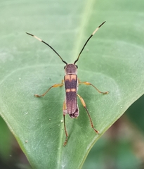 Thranius bimaculatus