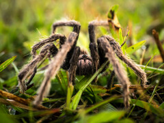 Selenocosmiinae