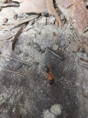 Camponotus nigriceps