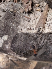 Camponotus nigriceps