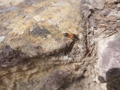 Camponotus nigriceps