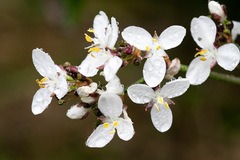 Libertia chilensis