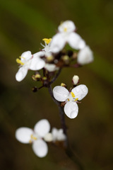Libertia chilensis