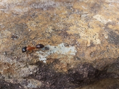 Camponotus nigriceps