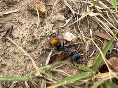Myrmecia mandibularis