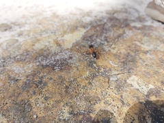 Camponotus nigriceps