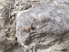 Camponotus nigriceps