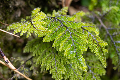 Hymenophyllum dentatum