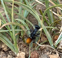 Myrmecia mandibularis