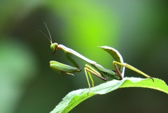 Stagmatoptera pia