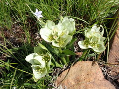 Colchicum melanthoides