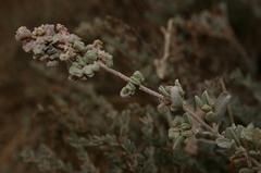 Atriplex glauca mauritanica