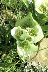Colchicum melanthoides