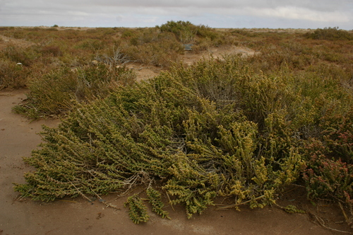 Halocnemum strobilaceum