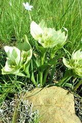 Colchicum melanthoides
