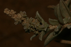 Atriplex glauca mauritanica