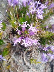 Merciera azurea