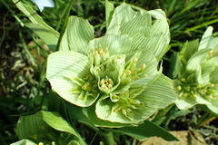 Colchicum melanthoides