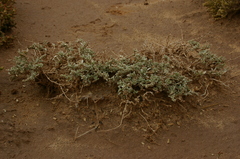 Atriplex glauca mauritanica