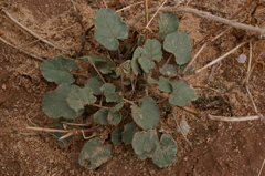 Erodium glaucophyllum