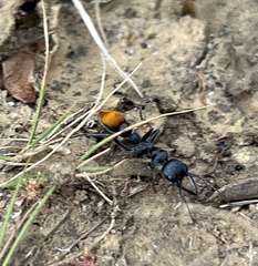 Myrmecia mandibularis