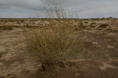 Scrophularia hypericifolia