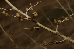 Scrophularia hypericifolia