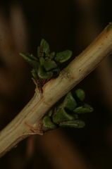 Scrophularia hypericifolia