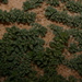Herniaria mauritanica - Photo (c) Errol Véla, μερικά δικαιώματα διατηρούνται (CC BY-NC), uploaded by Errol Véla