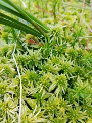 Sphagnum riparium