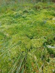 Sphagnum riparium
