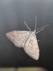Scopula rubraria