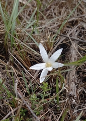 Apodolirion lanceolatum
