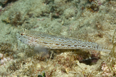 Gobius fallax