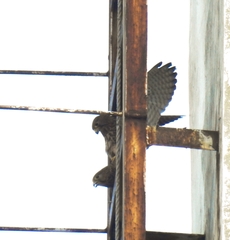 Falco moluccensis