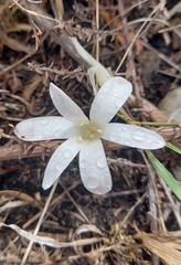 Apodolirion lanceolatum