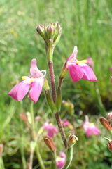 Craterostigma wilmsii